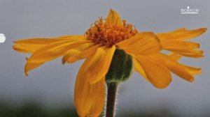 АРНИКА: ЗНАКОМСТВО