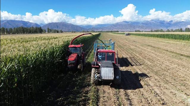 #macha Заготовка кукурузы на силос в Иссык-Кульской области /Corn harvest  #agrohorizon #кукуруза