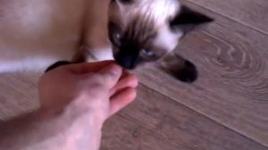 тайская кошка выполняет команды