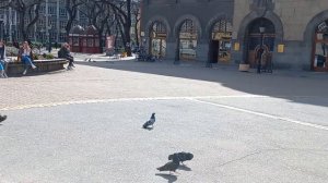 Сербия/ Суботица 2023/ SerbiaForYou