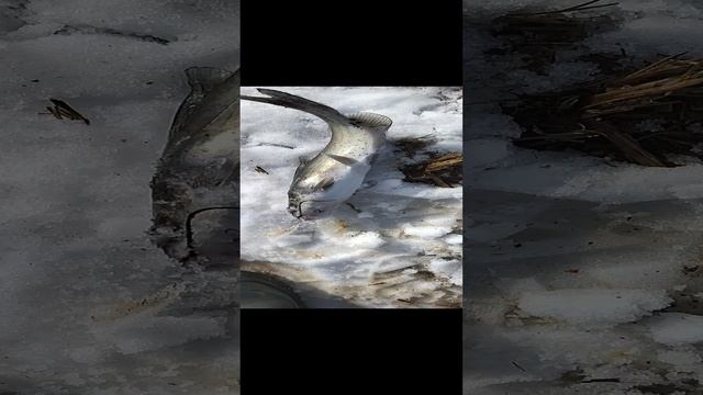 Канальный Сомик ПОБОЛЬШЕ. смотреть онлайн