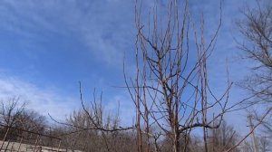 ВОЛЧКИ НА ЯБЛОНЯХ. Почему и что делать.