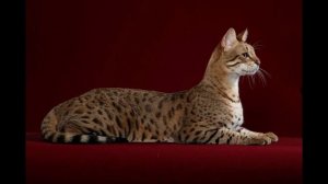 Кошка по цене автомобиля. Самая дорогая кошка в мире. Самая редкая и экзотическая кошка))) Саванна