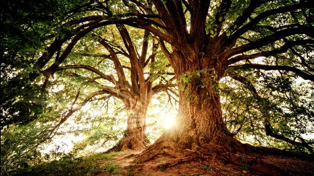 Binaural Beats - Chanting Music: Mantra that has been used for Deep Meditation Throughout the Ages смотреть онлайн