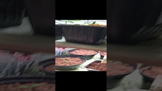 Домашний огород