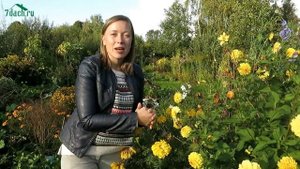 Семена моркови: как вырастить и собрать свои семена - 7 дач