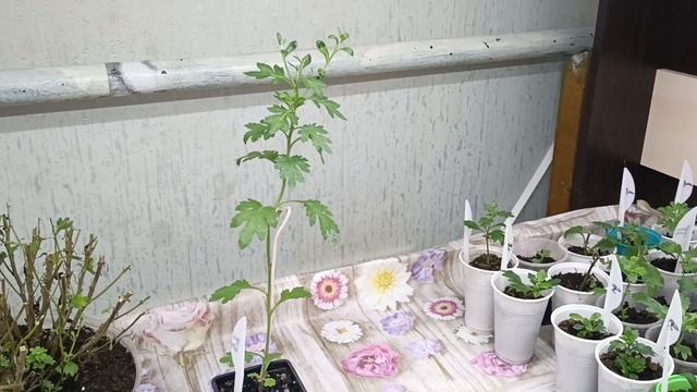 Как сохранить хризантему мультифлору зимой. Ответы на часто задаваемые вопросы. смотреть онлайн