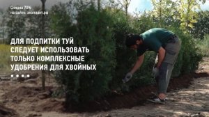 ЖЕЛТЕЕТ ТУЯ что делать? Никогда не повторяйте эти глупые ошибки