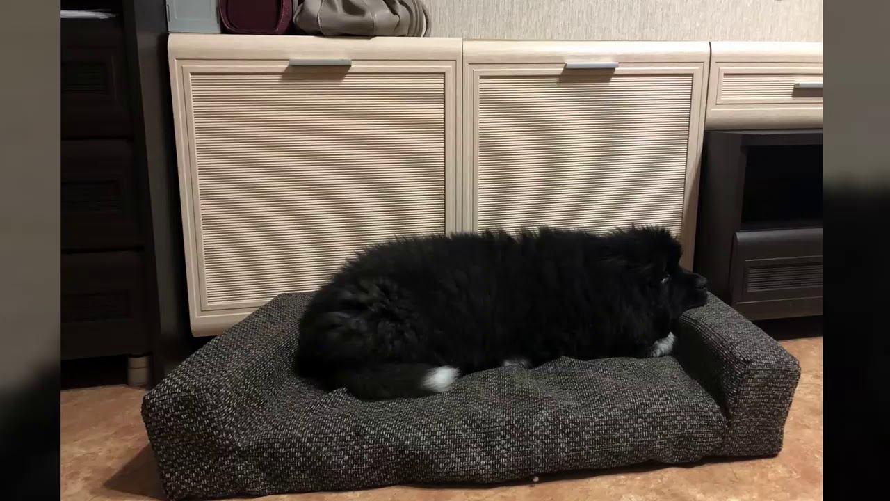 LUNA смотреть онлайн