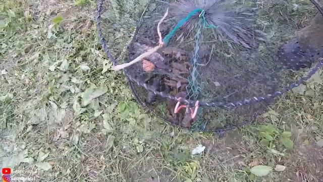 Раки в огороде-раки в своём пруду на даче/пруд на участке. Ловим раков раколовкой.