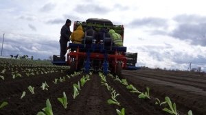 Посадка салата.