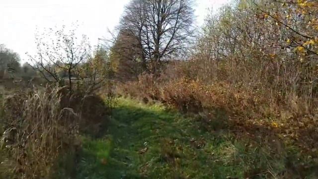 Посёлок Михайловский (Хмелевское сельское поселение, Выгоничский район, Брянская область)
