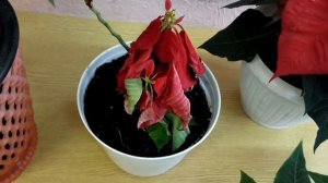 ОПЫТ ВЫРАЩИВАНИЯ ПУАНСЕТИИ