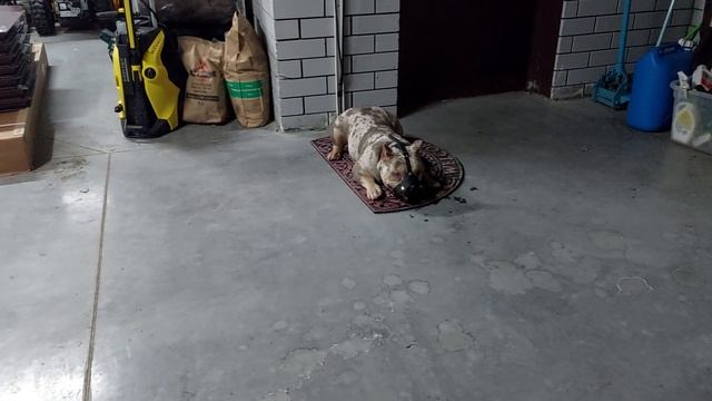 Потап. Пройден второй уровень команды лежать-5 минут (выдержка). смотреть онлайн