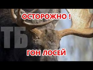 ТЕХНИКА БЕЗОПАСНОСТИ НА "ГОНУ"