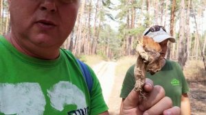 Поиск грибов в лесу с помощью обученной собаки - гриболова. Цвергшнауцер Рэй за работой