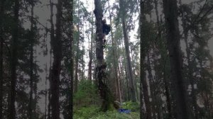 Сбор чаги на очень  большой высоте в Карельском лесу.  Узнайте как из чаги взять СИЛУ для спорта.