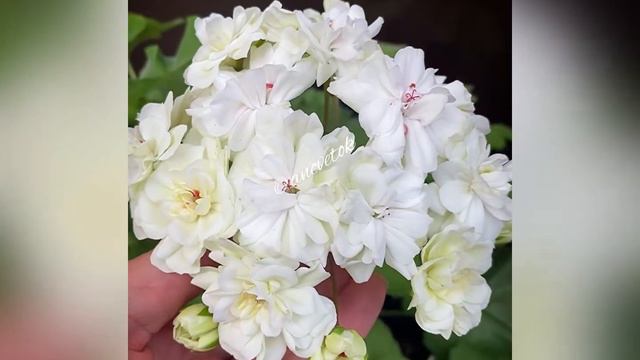 ТА Эдер смотреть онлайн