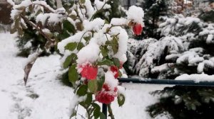 19 октября.Первый снег.