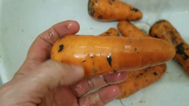 2245, Морковушка из Пятёрочки, вкусная сладкая сочная, сорт кажется Каротель февраль 2022 город Орё