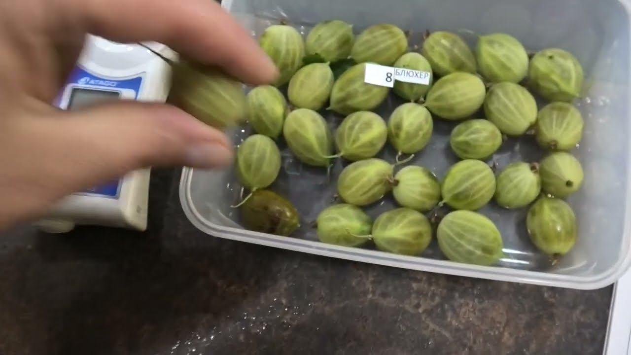 2 серия КРЫЖОВНИК замер сахара в разных сортах крыжовника. смотреть онлайн