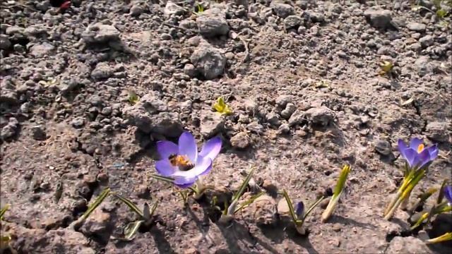 Крокусы зацвели через 6 дней после пересадки смотреть онлайн