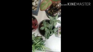 indoor plants || അജ്മാനിലെ ഇൻഡോർ പ്ലാന്റ് || ajmaanile indoor plant