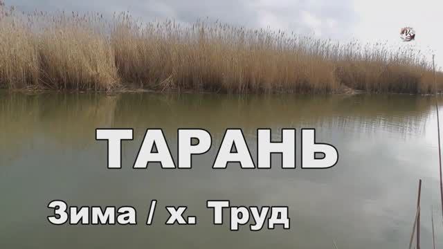 Ловля Тарани зимой на Кубани в проводку и на донку. Рыбалка, хутор Труд, Садки Fishing câu cá