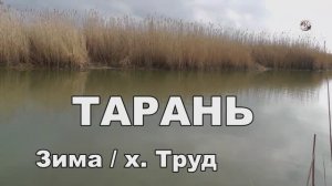Ловля Тарани зимой на Кубани в проводку и на донку. Рыбалка, хутор Труд, Садки Fishing câu cá