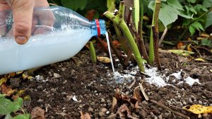 Лучшее удобрение под пионы осенью которое заставляет цветы цвести божественно и долго!