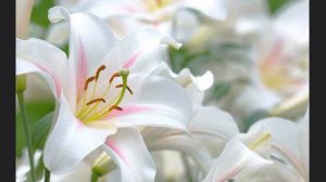 В Вифлееме было тихо.  Рождество  /автор Камаскина С.