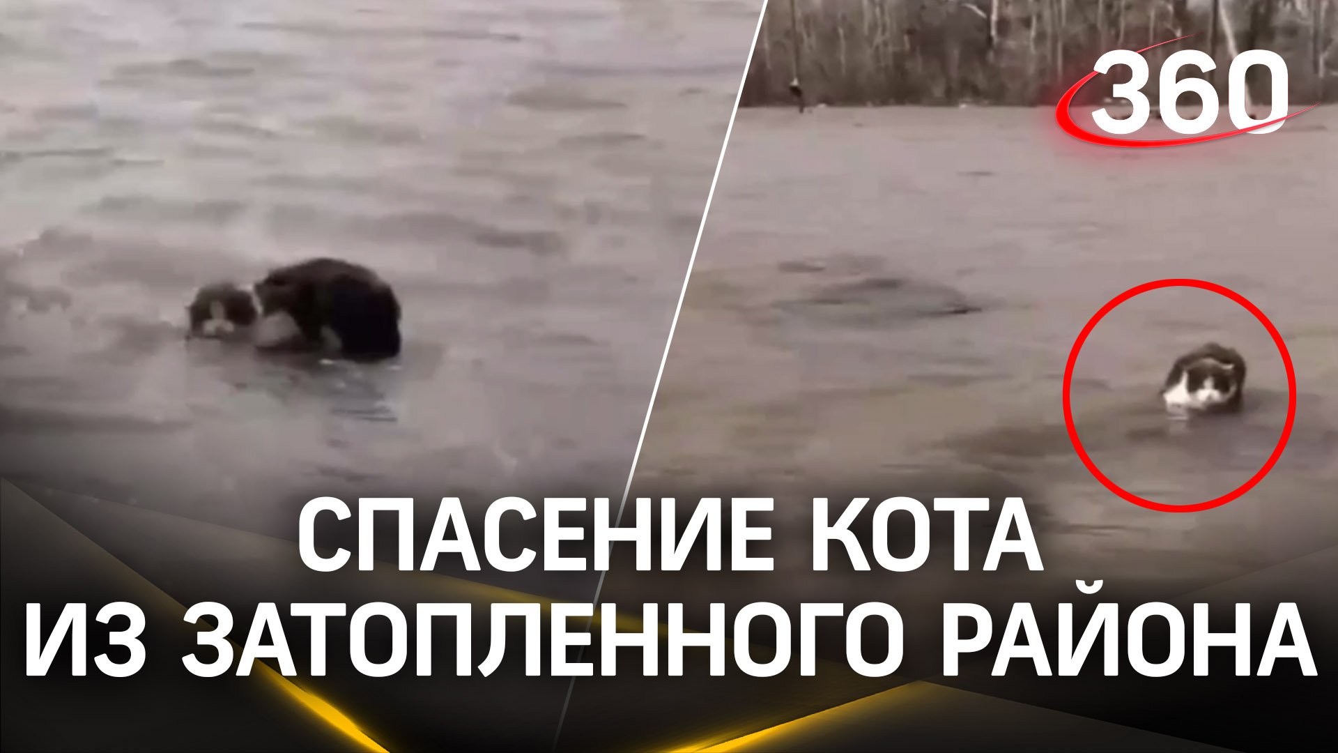 Сидел на заборе и ждал помощи: спасатели достали из воды кота в Оренбургской области