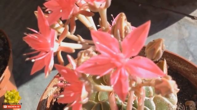 Graptopetalum bellum ( Tacitus bellus ) uma das suculentas mais bonita ! смотреть онлайн