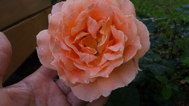 роза Полька смотреть онлайн