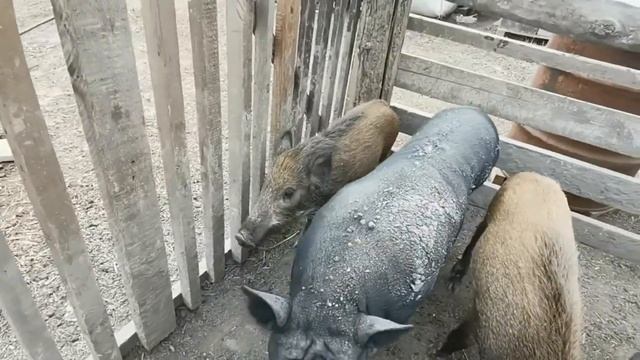 Дикие кабаны стали огромными. Самый большой кабан. Wild boars grow fast. The biggest wild boar. смотреть онлайн