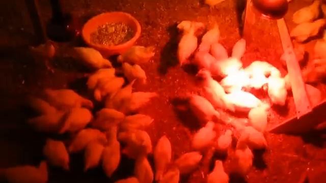 СОВЕТЫ ДЛЯ НАЧИНАЮЩИХ ПТИЦЕВОДОВ! последние в этом году !!!!!!