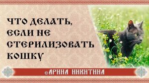 Что делать, если не стерилизовать кошку | Домашнее животное кошка | Арина Никитина