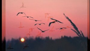 Александр Киштеев - Чирiм хустары (Птицы родной земли)