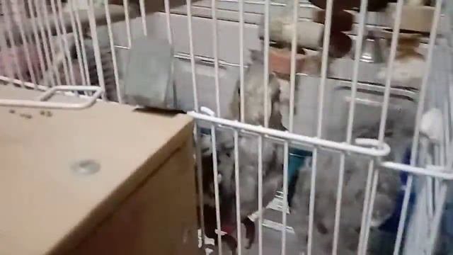 кормление птенцов кореллы