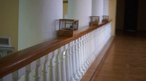 Певчие и экзотические птицы на 3 Уральской выставке голубей и певчих птиц видео