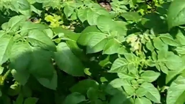 Картошка Рябуха Пикасcо Озимая 2014 год смотреть онлайн