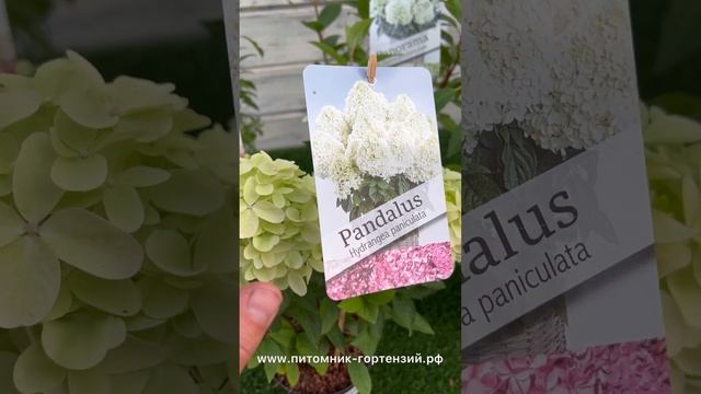 Гортензия метельчатая PAN- Seria “Pandora” НОВИНКА 2022-2023 смотреть онлайн