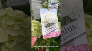 Гортензия метельчатая PAN- Seria “Pandora” НОВИНКА 2022-2023
