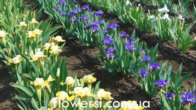 Ирисы смотреть онлайн