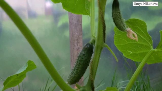 Пять самых лучших гибридов ОГУРЦОВ, которые я буду выращивать ещё и ещё. Большой урожай. смотреть онлайн