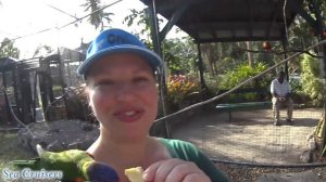 Ardastra Gardens ~ Nassau Bahamas ~ Norwegian Pearl Cruise Vlog [ep17]