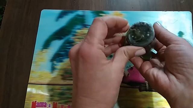 Отцвела фиалка. Что делать? Омоложение фиалки.