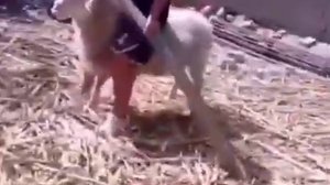 Овечий босс