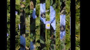 НОЛАНА (NOLANA) сем. Нолановые