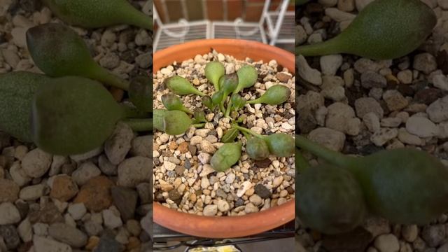 Adromischus Cristatus Indian Club